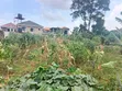 2 Prime Plots for Sale at Namugongo-Joggo - 2