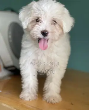 Purebred Maltese Puppies (1-3 Months)