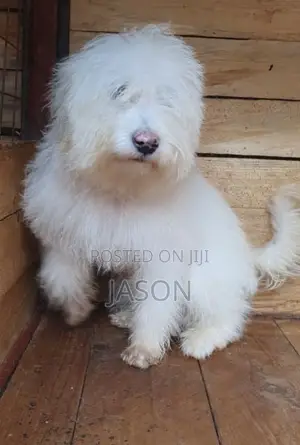 Purebred Maltese Puppies (3-6 Months)