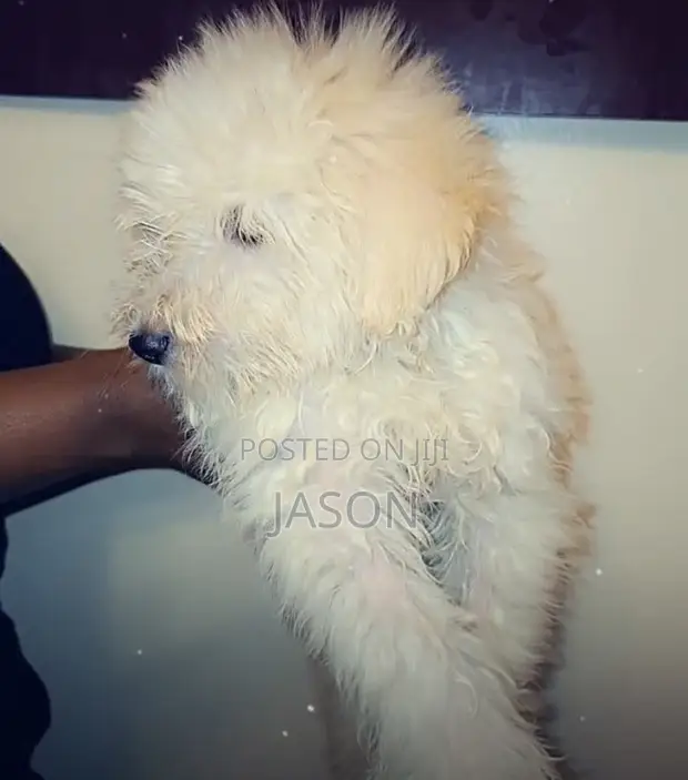 Purebred Maltese Puppies (1-3 Months) - 1