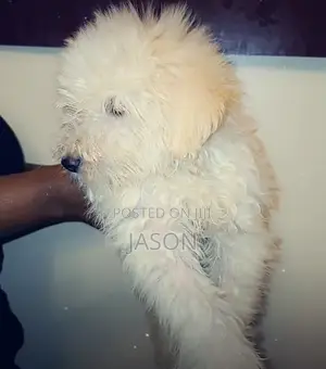 Purebred Maltese Puppies (1-3 Months)