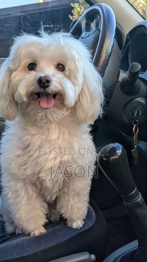 Purebred Maltese Puppies - 3-6 Months - 1