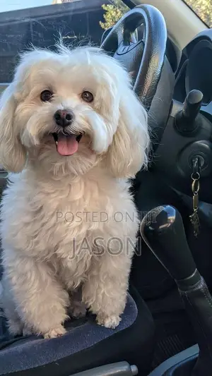 Purebred Maltese Puppies - 3-6 Months