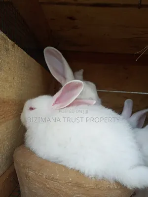 Young Purebred New Zealand White Rabbits