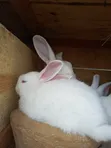 Young Purebred New Zealand White Rabbits - 1