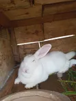 Young Purebred New Zealand White Rabbits - 2