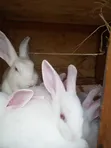 Young Purebred New Zealand White Rabbits - 3
