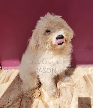 Purebred Maltese Puppy - 3-6 Months Female