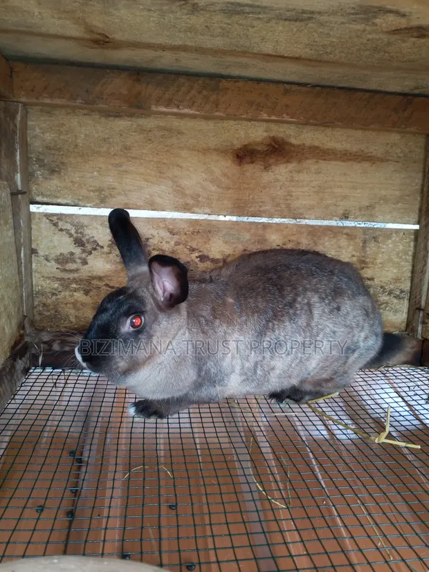 Chinchilla and Flemish Giant Rabbits - 1