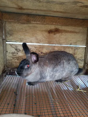 Chinchilla and Flemish Giant Rabbits