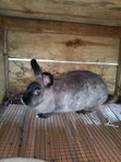 Chinchilla and Flemish Giant Rabbits - 1