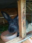 Chinchilla and Flemish Giant Rabbits - 2