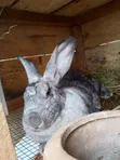 Chinchilla and Flemish Giant Rabbits - 3