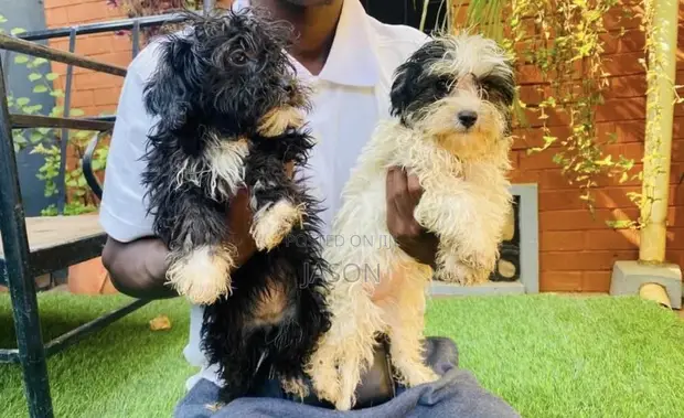 Purebred Maltese Puppy (1-3 Months) - 1