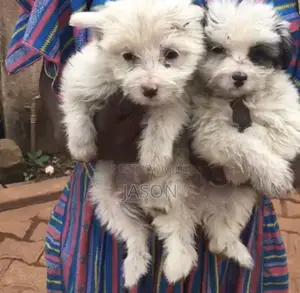 Purebred Maltese Puppy (1-3 Months Old)