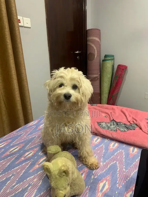 Purebred Maltese Puppies (3-6 Months) - 1