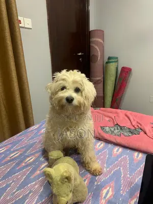 Purebred Maltese Puppies (3-6 Months)