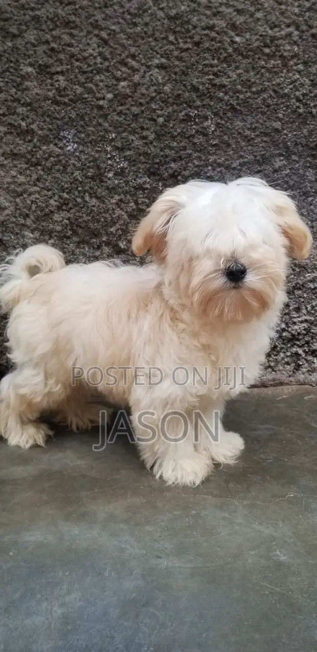 Purebred Maltese Puppy (1-3 Months) - 1