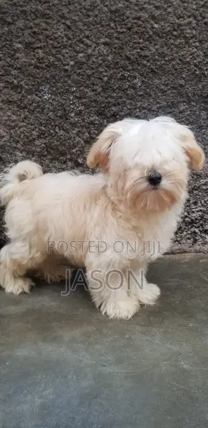 Purebred Maltese Puppy (1-3 Months)