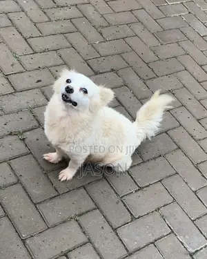 Female Japanese Spitz, 6-12 Months