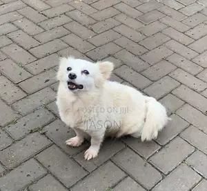 Female Japanese Spitz Puppy (6-12 Months)