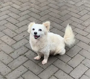 Female Japanese Spitz, 6-12 Months