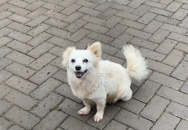 Female Japanese Spitz, 6-12 Months - 1