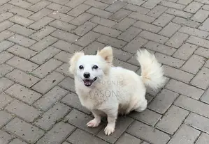 Female Japanese Spitz, 6-12 Months