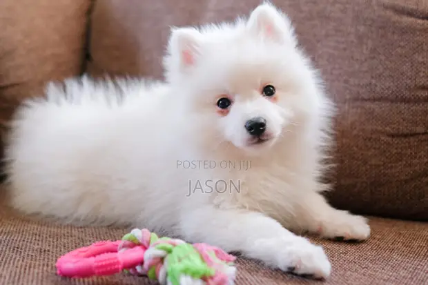 Purebred Japanese Spitz Puppy - 3-6 Months - 1