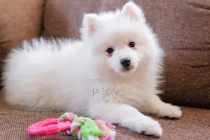 Purebred Japanese Spitz Puppy - 3-6 Months