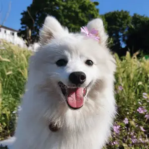 3-6 Month Male Purebred Japanese Spitz Puppy