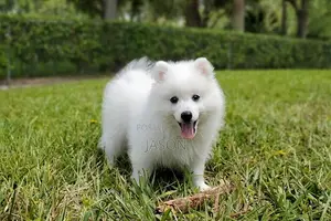 Female Japanese Spitz Puppy - 3-6 Months