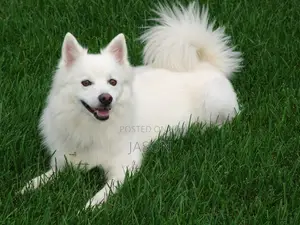 Female Japanese Spitz, 6-12 Months