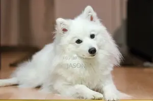 Female Japanese Spitz Puppy (6-12 Months)