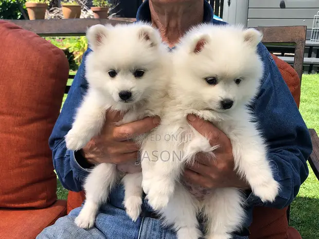 Purebred Japanese Spitz Puppy (1-3 Months) - 1