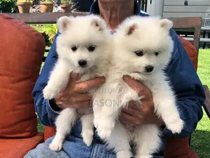 Purebred Japanese Spitz Puppy (1-3 Months)