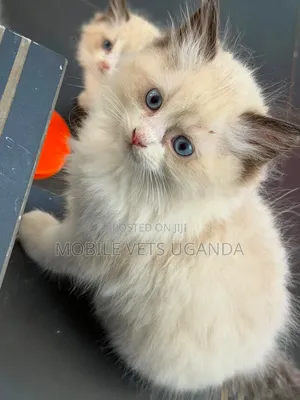 1-3 Month Old Male Purebred Ragdoll Kitten