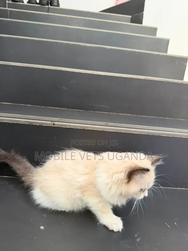 Female Ragdoll Kitten (0-1 Month) - 1