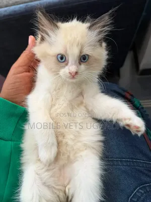 Female Exotic Kitten - 1-3 Months Old