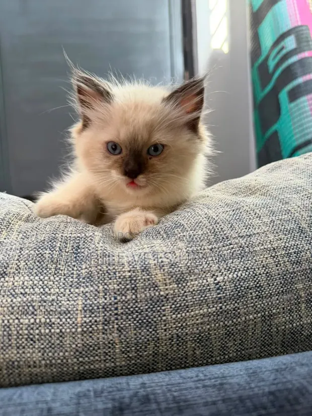 3-6 Month Male Purebred American Bobtail Kitten - 1