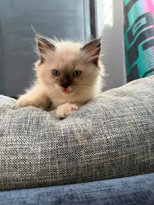 3-6 Month Male Purebred American Bobtail Kitten