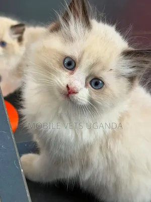 Female Purebred Ragdoll Kitten (1-3 Months)
