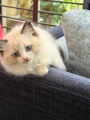 1-3 Month Old Male Purebred Ragdoll Kitten