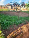 Plot for Sale in Buloba Near Ivory International - 2