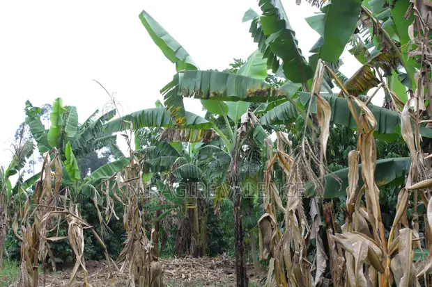 3 Acre Young Coffee Land for Sale - 1