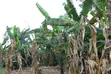 3 Acre Young Coffee Land for Sale - 1