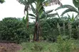 3 Acre Young Coffee Land for Sale - 2