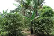 3 Acre Young Coffee Land for Sale - 3