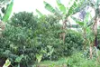 3 Acre Young Coffee Land for Sale - 4