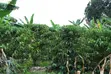 3 Acre Young Coffee Land for Sale - 5